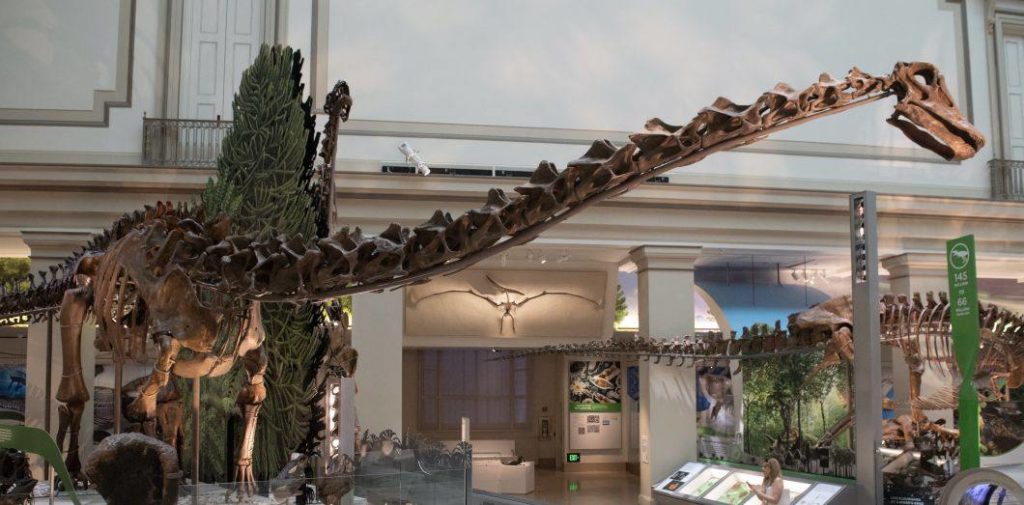 Sauropode - Scheletro di Diplodocu