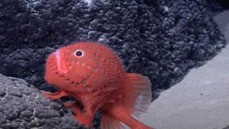 24 nuove specie scoperte negli abissi del Pacifico: tra le profondità emerge un ramo sconosciuto della vita