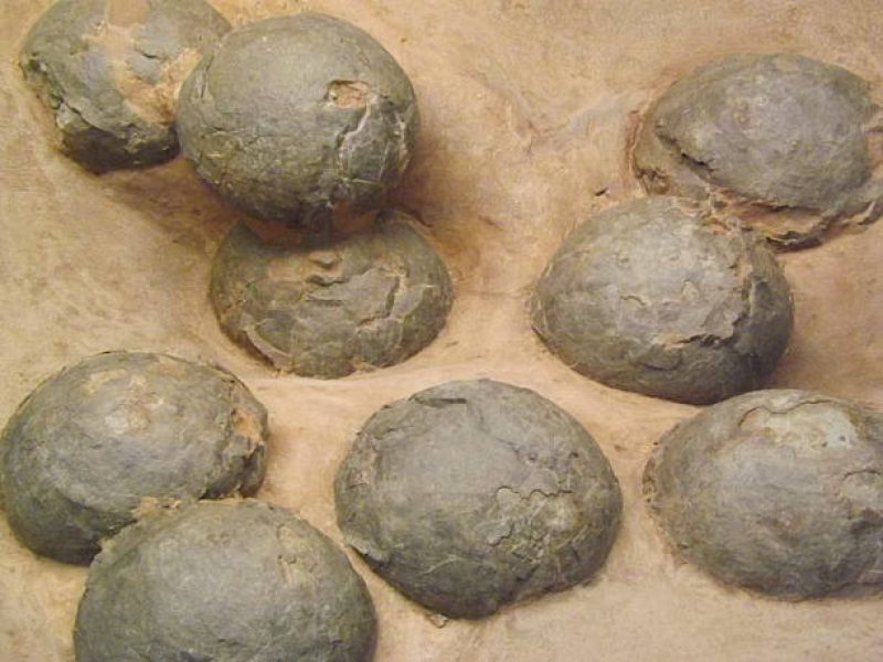 Uova di dinosauro