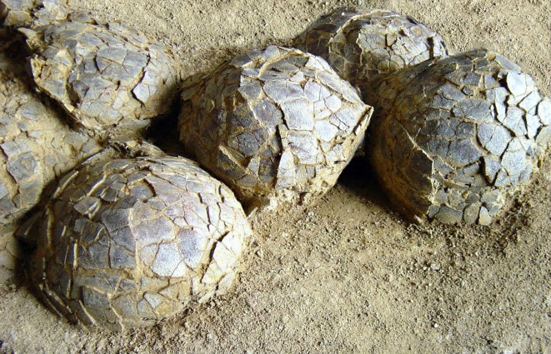 A Mèze le vere uova di Pasqua: oltre 100 uova di titanosauro da 72 milioni di anni
